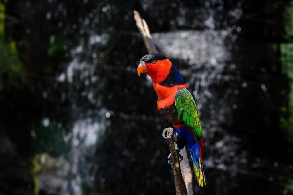 Wood Pecker Hotel Pakualaman Exterior photo